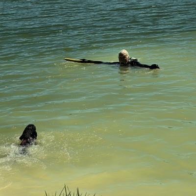 Timber (Jeune Flat-Coated Retriever)