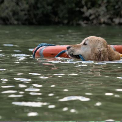 Lazer (Golden retriever)