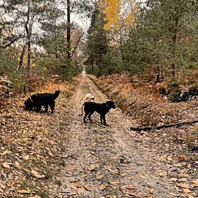 Balade en forêt décembre 2022